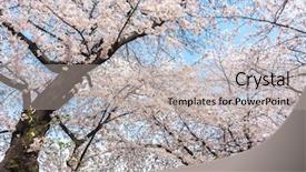  Presentation with cherry - Presentation theme featuring prunus - cherry blossoms blossming in spring background and a light gray colored foreground