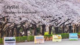  Presentation with cherry - Presentation theme enhanced with prunus - cherry blossoms blossming in spring background and a light gray colored foreground