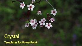  Presentation with spring flowers on textured - Amazing theme having prunus cistena sandcherry blossom flowers backdrop and a tawny brown colored foreground