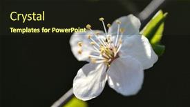  Presentation with flower - Presentation design enhanced with prunus-domestica-flower-close-up background and a  colored foreground
