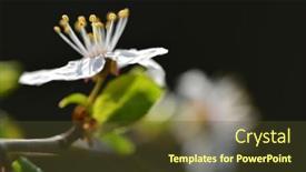  Presentation with flower - Amazing presentation theme having prunus-domestica-flower-close-up backdrop and a  colored foreground