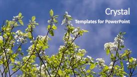  Presentation with united states - Slides having prunus pensylvanica or the pin background and a  colored foreground