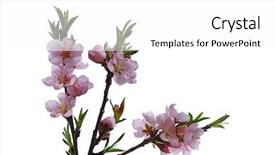  Presentation with purple lotus flowers blooming - Amazing slides having prunus persica peach blooming flowers backdrop and a white colored foreground