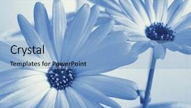  Presentation with reproduction - Slides with prussian - cyanotype photographic reproduction floral background and a  colored foreground