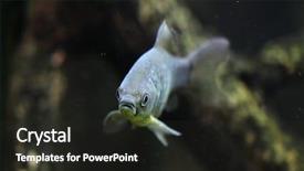  Presentation with end of life care - Audience pleasing PPT layouts consisting of prussian carp carassius gibelio also backdrop and a  colored foreground