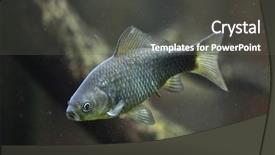  Presentation with animal - PPT theme consisting of prussian carp carassius gibelio also background and a dark gray colored foreground