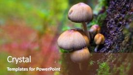  Presentation with mushroom - Amazing presentation theme having psilocybe mushrooms in a beech backdrop and a  colored foreground