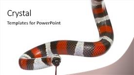  Presentation with milk for calf - Theme featuring pueblan milk snake or campbell' background and a white colored foreground