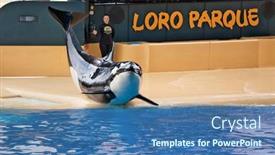  Presentation with popular - Theme featuring puerto-de-la-cruz-tenerife background and a ocean colored foreground