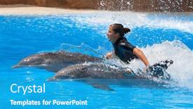  Presentation with dolphin - Colorful presentation design enhanced with puerto-de-la-cruz-tenerife backdrop and a teal colored foreground