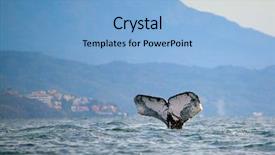  Presentation with whale - Presentation theme with puerto vallarta - whale watching background and a light blue colored foreground