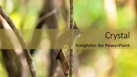  Presentation with olive branch - Presentation theme featuring puff-throated bulbul songbird olive background and a  colored foreground