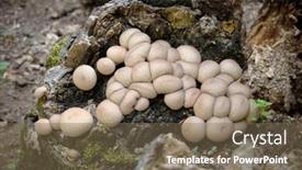  Presentation with cave - Colorful PPT theme enhanced with puffball-clusters-in-a-cave backdrop and a violet colored foreground