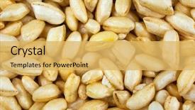  Presentation with rice plant - Beautiful presentation featuring puffed rice glazed with caramel backdrop and a yellow colored foreground