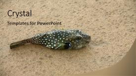  Presentation with puffer - Cool new theme with puffer fish a dead blow backdrop and a coral colored foreground
