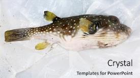  Presentation with puffer - Slides with puffer fish a dead blow background and a white colored foreground