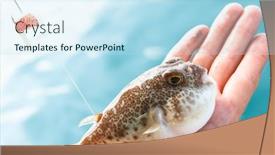  Presentation with puffer - Slide set enhanced with puffer-fish-fugu-caught background and a sky blue colored foreground