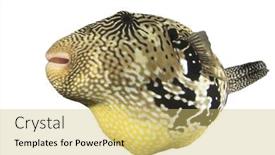  Presentation with puffer - Presentation theme with puffer fish isolated map pufferfish cutout on white background background and a yellow colored foreground