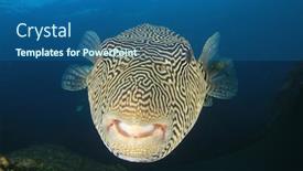  Presentation with coral reef - PPT layouts having puffer-fish-or-pufferfish background and a ocean colored foreground