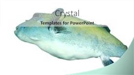  Presentation with puffer - Audience pleasing theme consisting of puffer-fish-pufferfish-isolated backdrop and a white colored foreground