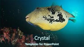  Presentation with puffer - Beautiful presentation theme featuring puffer fish pufferfish backdrop and a ocean colored foreground