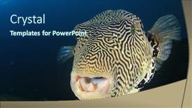  Presentation with puffer - Cool new presentation design with puffer-fish-underwater-portrait-pufferfish backdrop and a ocean colored foreground