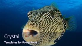  Presentation with puffer - Presentation theme enhanced with puffer-fish-underwater-portrait-pufferfish background and a navy blue colored foreground