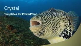  Presentation with puffer - Amazing presentation having puffer-fish-underwater-portrait-pufferfish backdrop and a ocean colored foreground