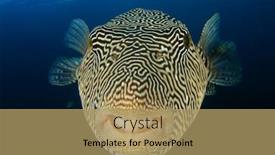  Presentation with puffer - Presentation theme consisting of puffer-fish-underwater-portrait-pufferfish background and a  colored foreground