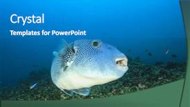  Presentation with puffer - Beautiful PPT layouts featuring puffer fish backdrop and a gray colored foreground