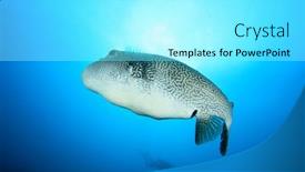  Presentation with puffer - Slides consisting of puffer-fish background and a arctic colored foreground