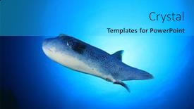  Presentation with puffer - Beautiful theme featuring puffer-fish backdrop and a  colored foreground