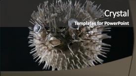 Presentation with puffer - Presentation theme having puffer fish background and a dark gray colored foreground