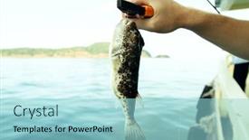  Presentation with puffer - Audience pleasing slide deck consisting of puffer-fugu-fish-caught backdrop and a light blue colored foreground