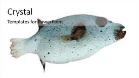  Presentation with puffer - Amazing presentation design having pufferfish-puffer-fish-isolated backdrop and a white colored foreground