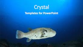  Presentation with puffer - Presentation enhanced with pufferfish-puffer-fish background and a gray colored foreground