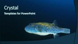  Presentation with puffer - Colorful presentation design enhanced with pufferfish-puffer-fish backdrop and a navy blue colored foreground