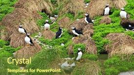  Presentation with newfoundland - Amazing slides having  backdrop and a  colored foreground.