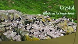  Presentation with newfoundland - Theme consisting of puffin birds on rocky island background and a  colored foreground