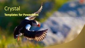  Presentation with flying - Audience pleasing PPT layouts consisting of puffin-flying-fratercula-arctica-runde backdrop and a tawny brown colored foreground