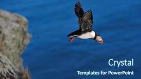  Presentation with flying - Amazing theme having puffin flying fratercula arctica backdrop and a  colored foreground