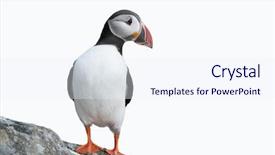  Presentation with rock - Beautiful slides featuring disposable ballpoint pen isolated on backdrop and a white colored foreground