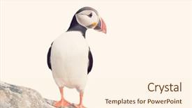  Presentation with sky and rock abstract - Cool new slide deck with puffin on rock against sky backdrop and a cream colored foreground