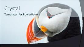  Presentation with rocks - Colorful PPT theme enhanced with puffin-on-the-rocks backdrop and a sky blue colored foreground