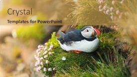  Presentation with iceland - Audience pleasing slide deck consisting of puffin-on-the-rocks backdrop and a yellow colored foreground