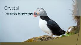  Presentation with iceland - PPT theme featuring puffin-on-the-rocks background and a sky blue colored foreground