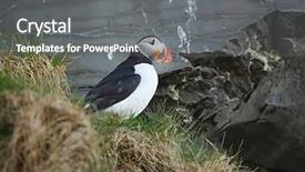  Presentation with standing on scooter - Beautiful PPT layouts featuring puffin standing on a cliff backdrop and a gray colored foreground