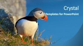  Presentation with cliff - Amazing PPT layouts having puffin standing on a grassy backdrop and a  colored foreground