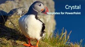  Presentation with cliff - Beautiful theme featuring puffin standing on a grassy backdrop and a  colored foreground
