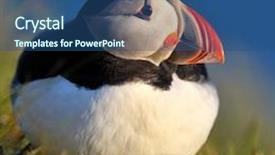  Presentation with cliff - Cool new PPT theme with puffin standing on a grassy backdrop and a ocean colored foreground